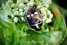 Саратовец показал эффектных насекомых Кумысной поляны 