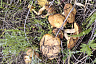 Саратовцы на лугу собирали опята